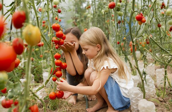 filhos_completos_colhendo_tomates