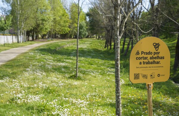 parque_da_cidade_na_primavera25_29125