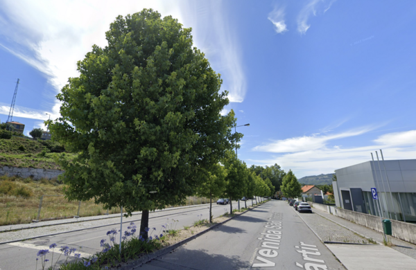 arvore_sao_torcato