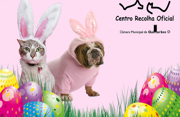 campanha_animais
