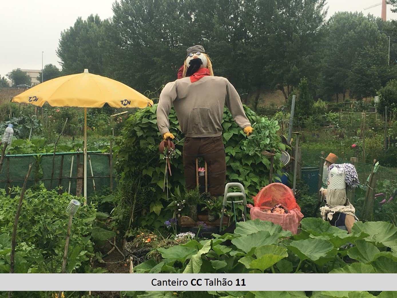 cc_11