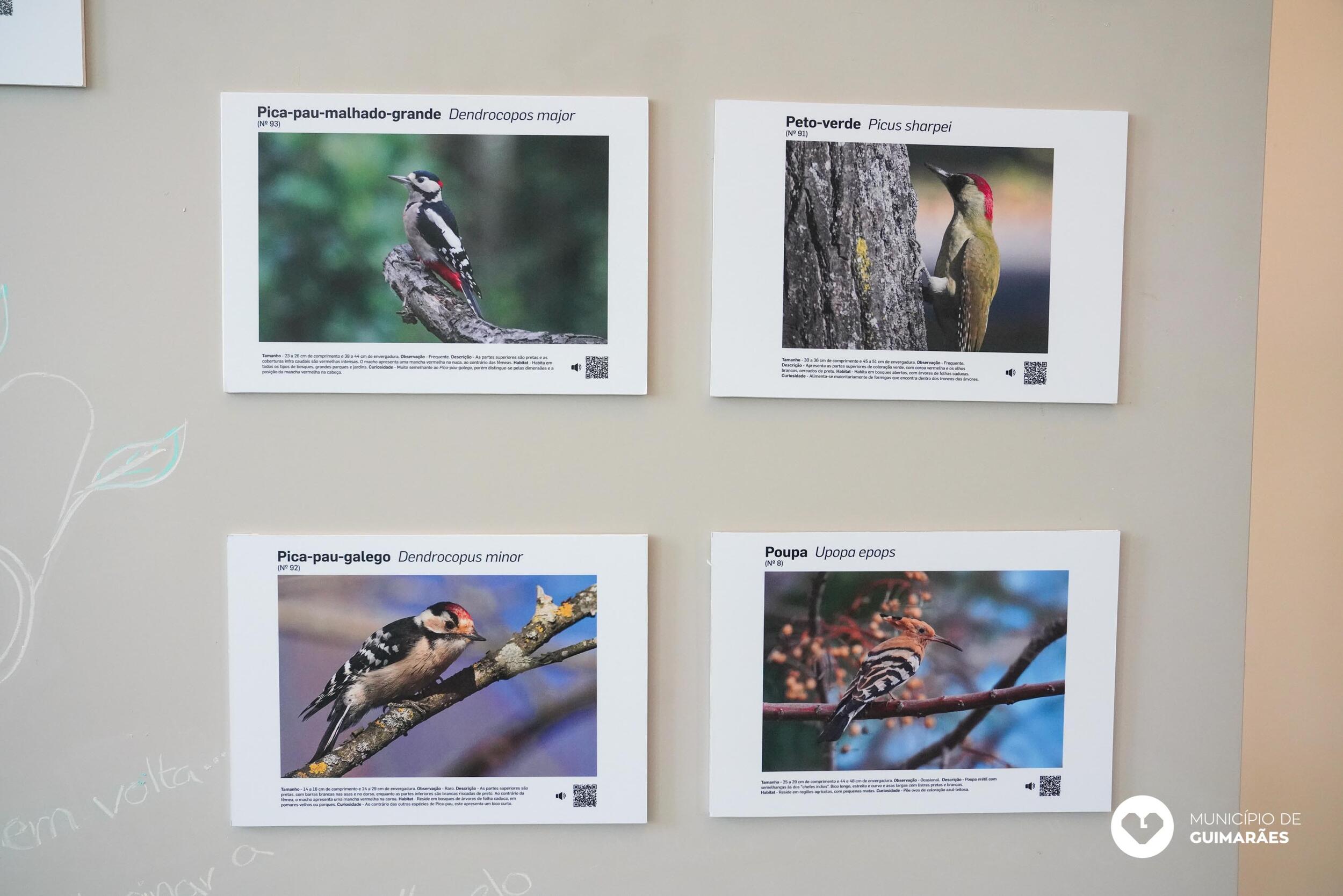 ap_guia_aves21_005