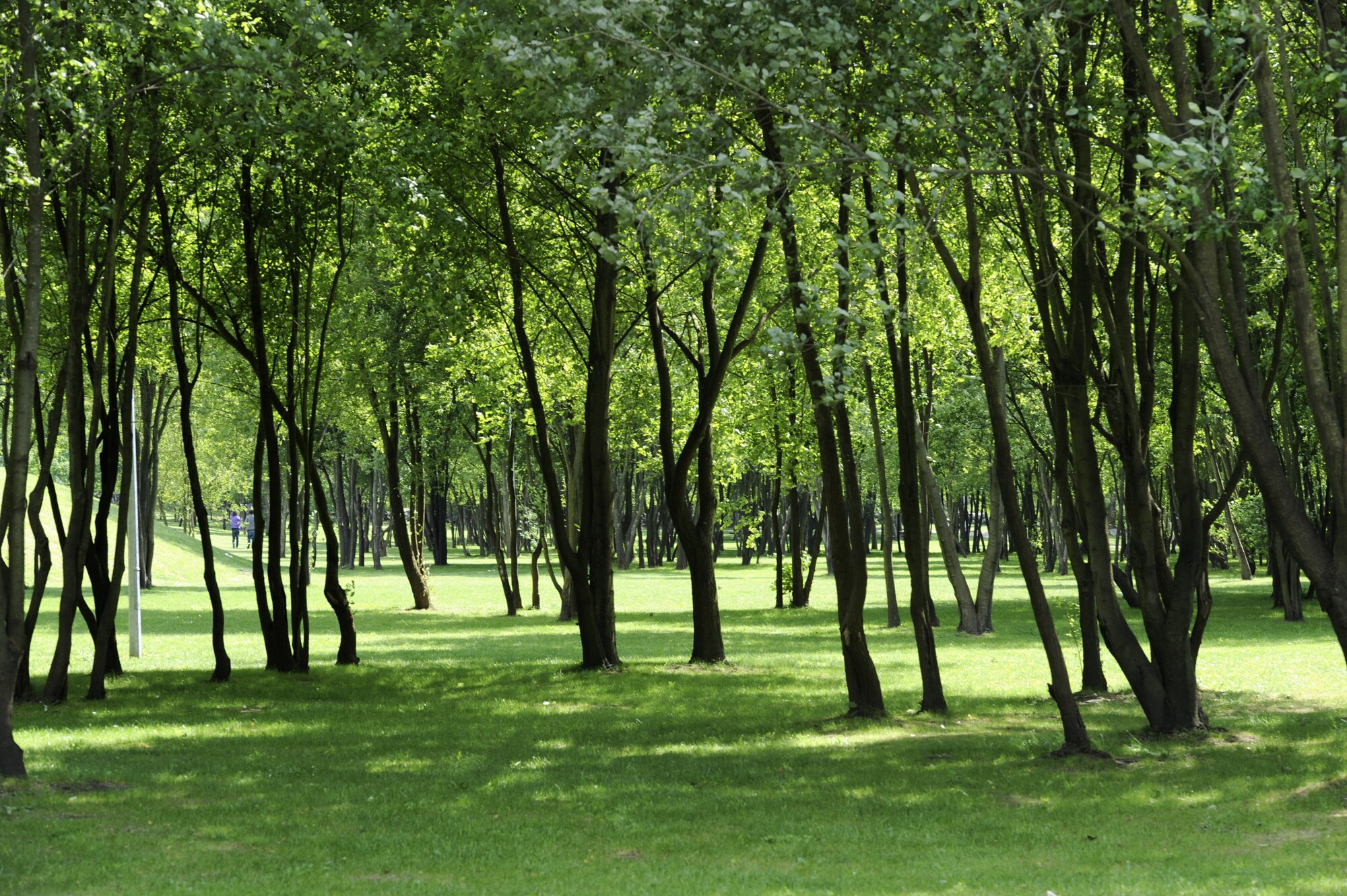 parque_da_insua_6035