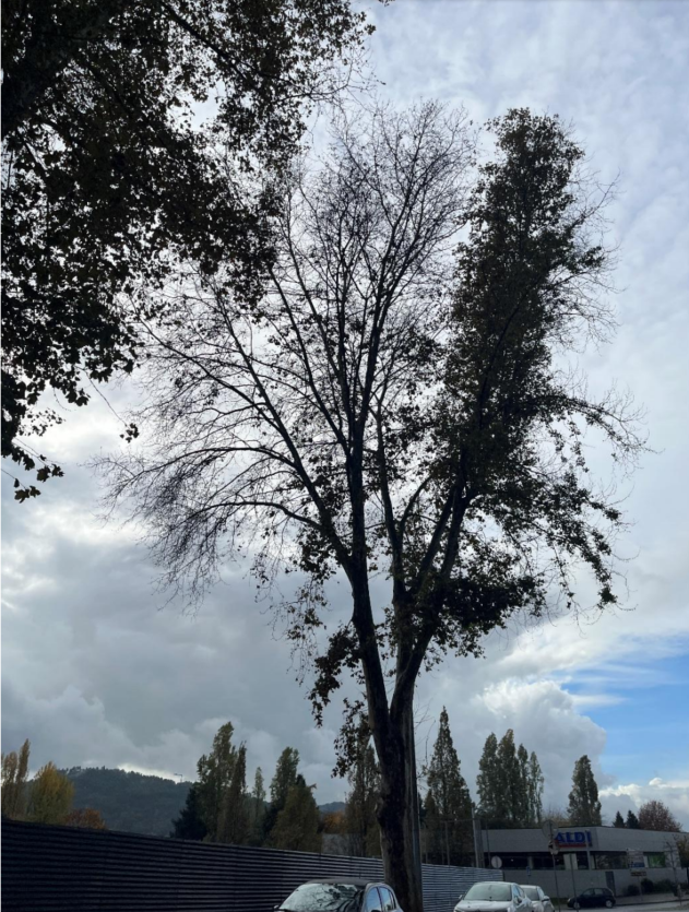 captura_de_ecra_2026_01_14_233305