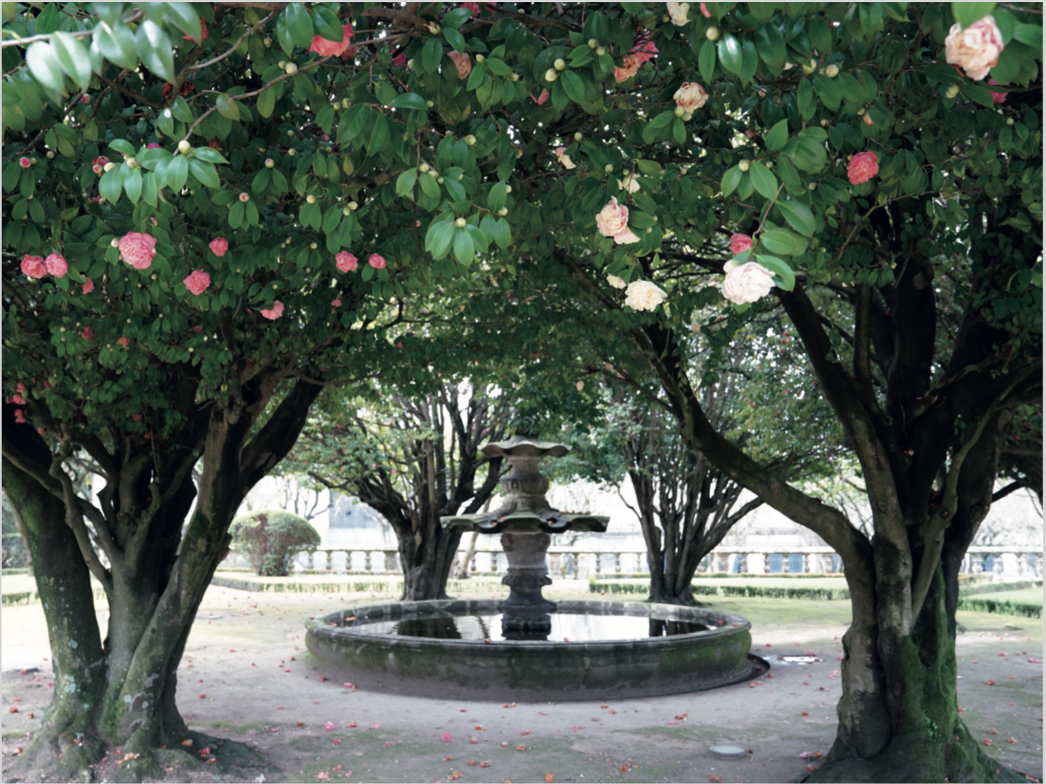 Jardins de Camélias em Guimarães