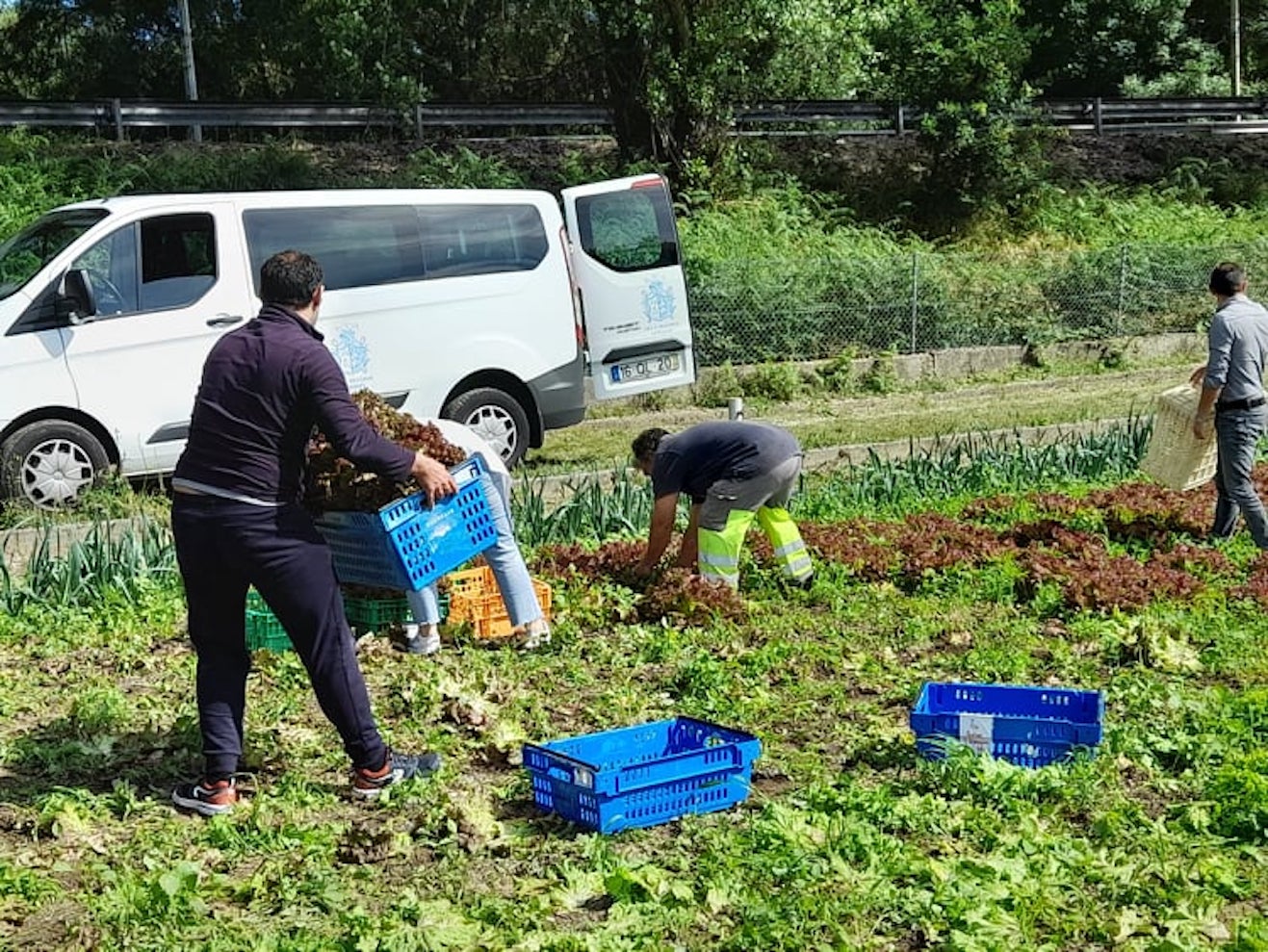 Produtos hortícolas da Horta Pedagógica distribuídos pelas IPSS de Guimarães