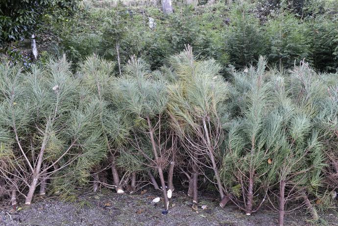 Município de Guimarães oferece Pinheiros de Natal