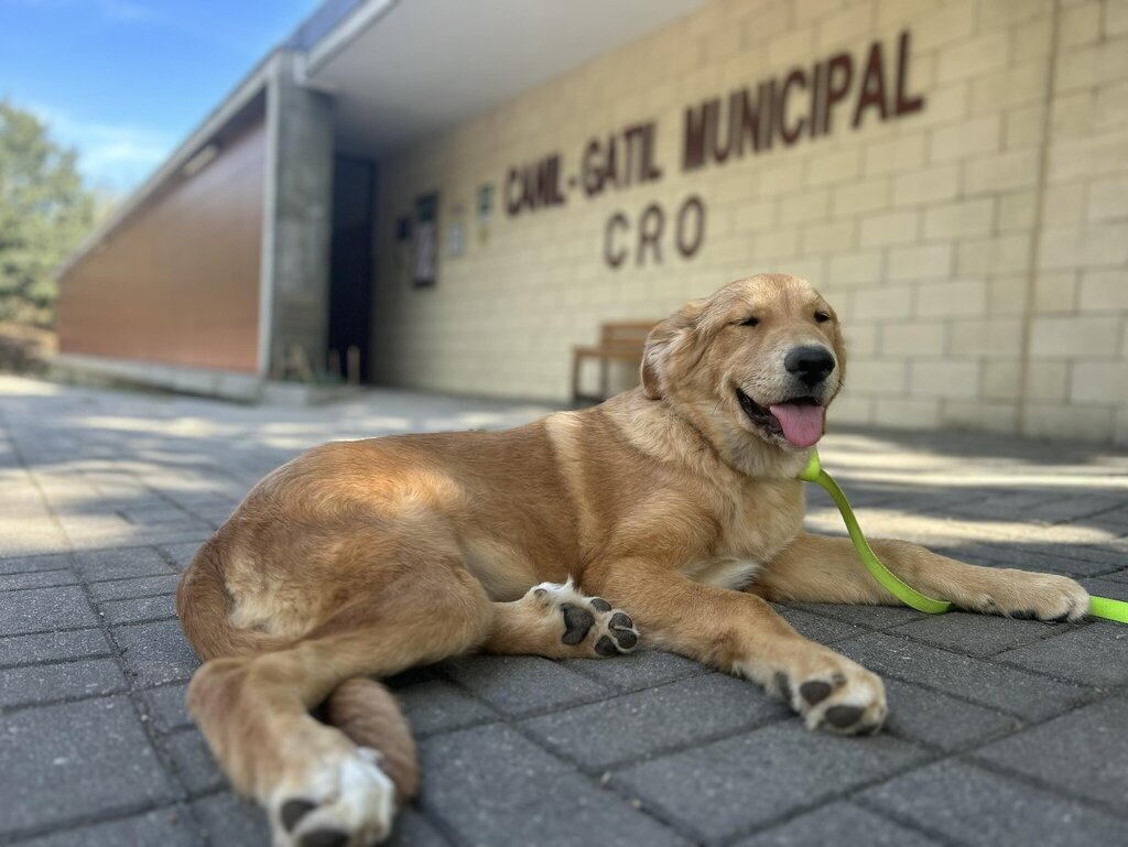 Centro de Recolha Oficial de Guimarães apresenta resultados da atividade 2023