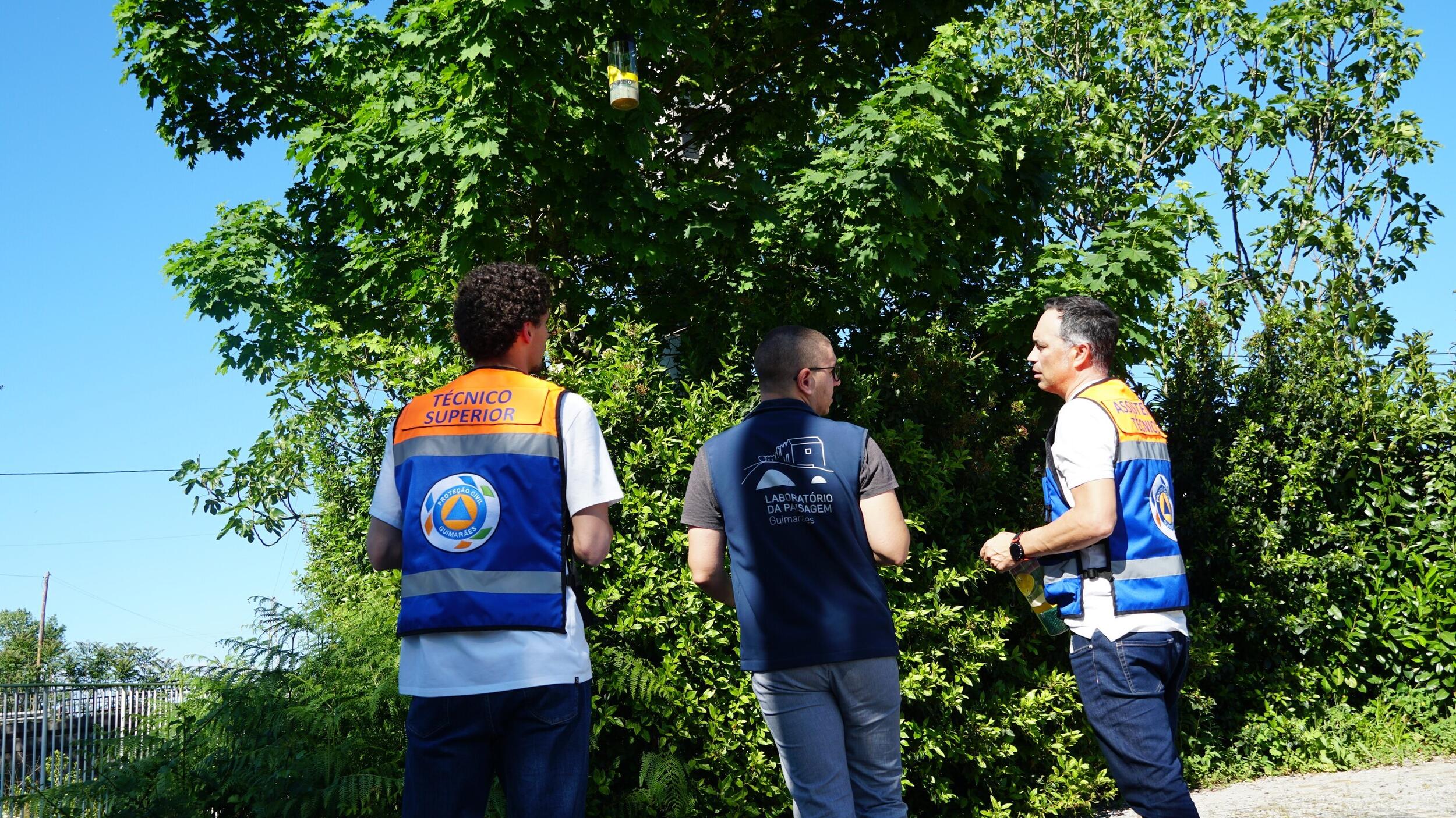Guimarães disponibiliza armadilhas para vespas velutinas