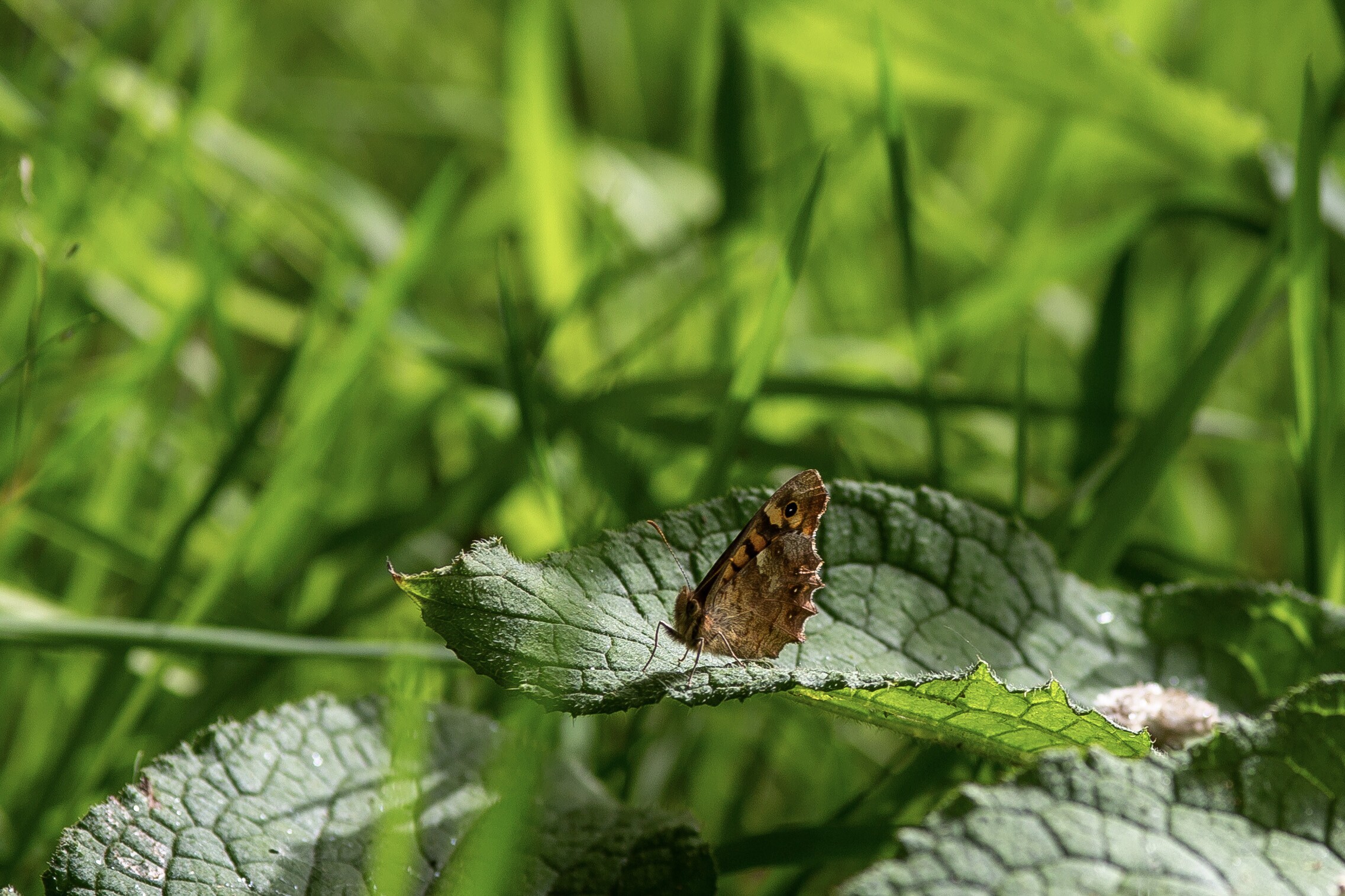 Guimarães torna público o Plano de Ação para a Biodiversidade