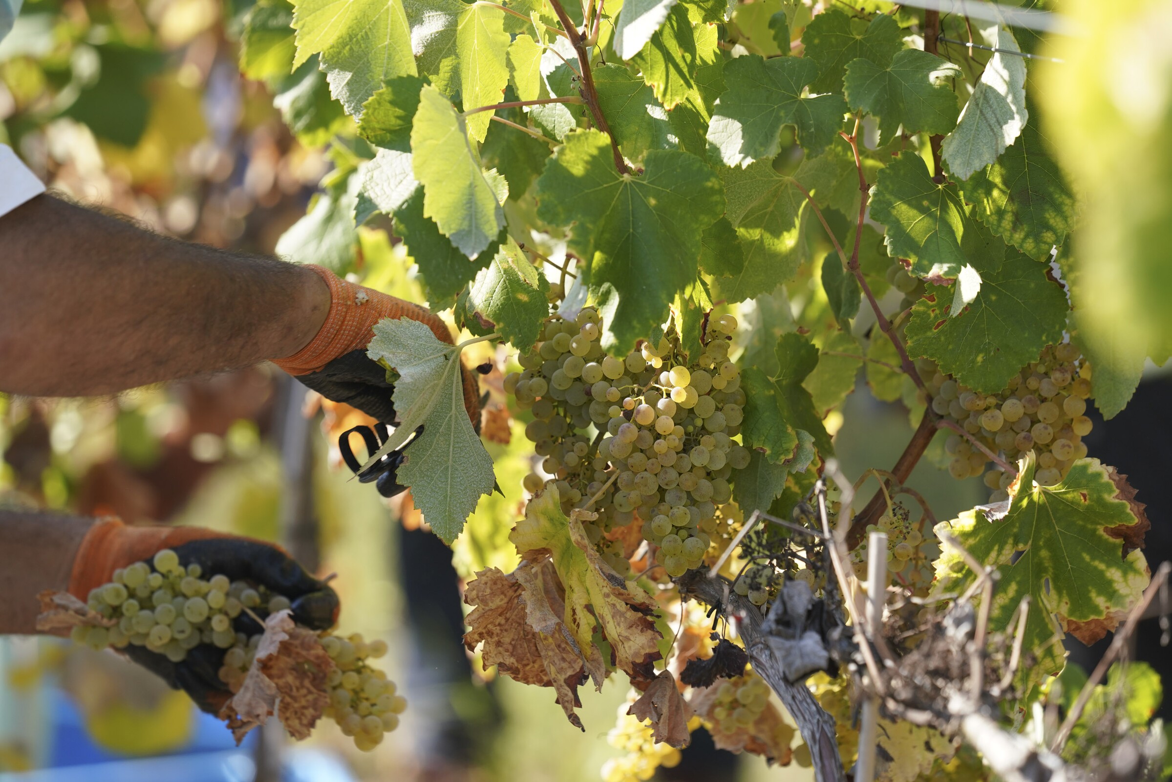 Guimarães marca presença na Feira Nacional da Agricultura