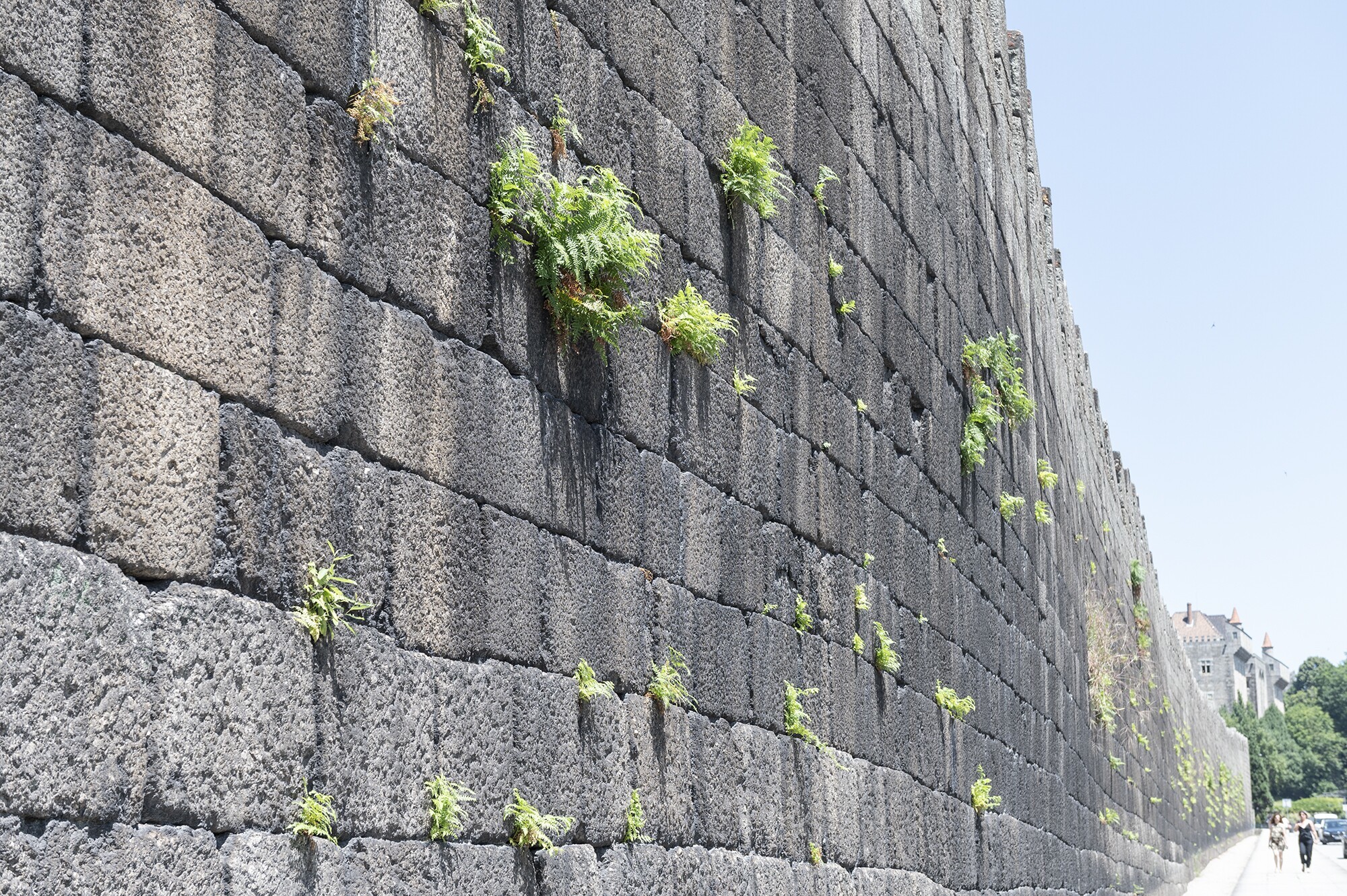 Remoção da vegetação na Muralha da cidade só é possível após a nidificação do andorinhão-preto