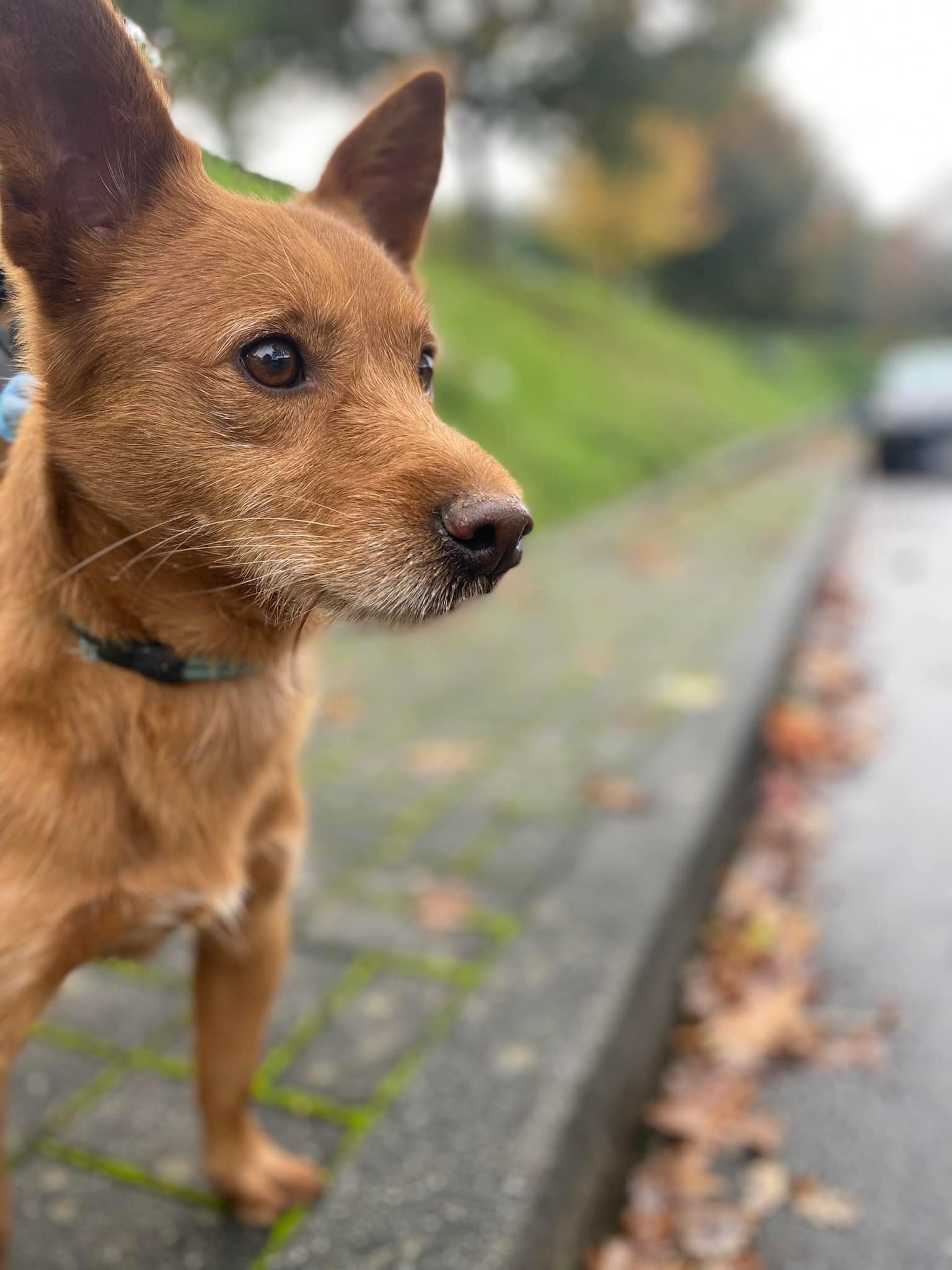 Dia do Animal em Guimarães com inauguração de um novo abrigo para colónias de gatos de rua