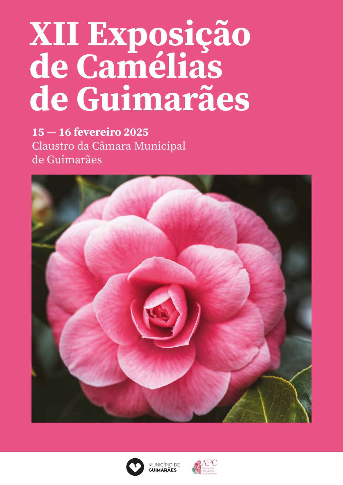 XII Exposição de Camélias de Guimarães celebra a beleza e diversidade desta flor emblemática