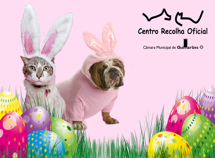 Câmara de Guimarães realiza esta quinta-feira campanha de adoção de animais