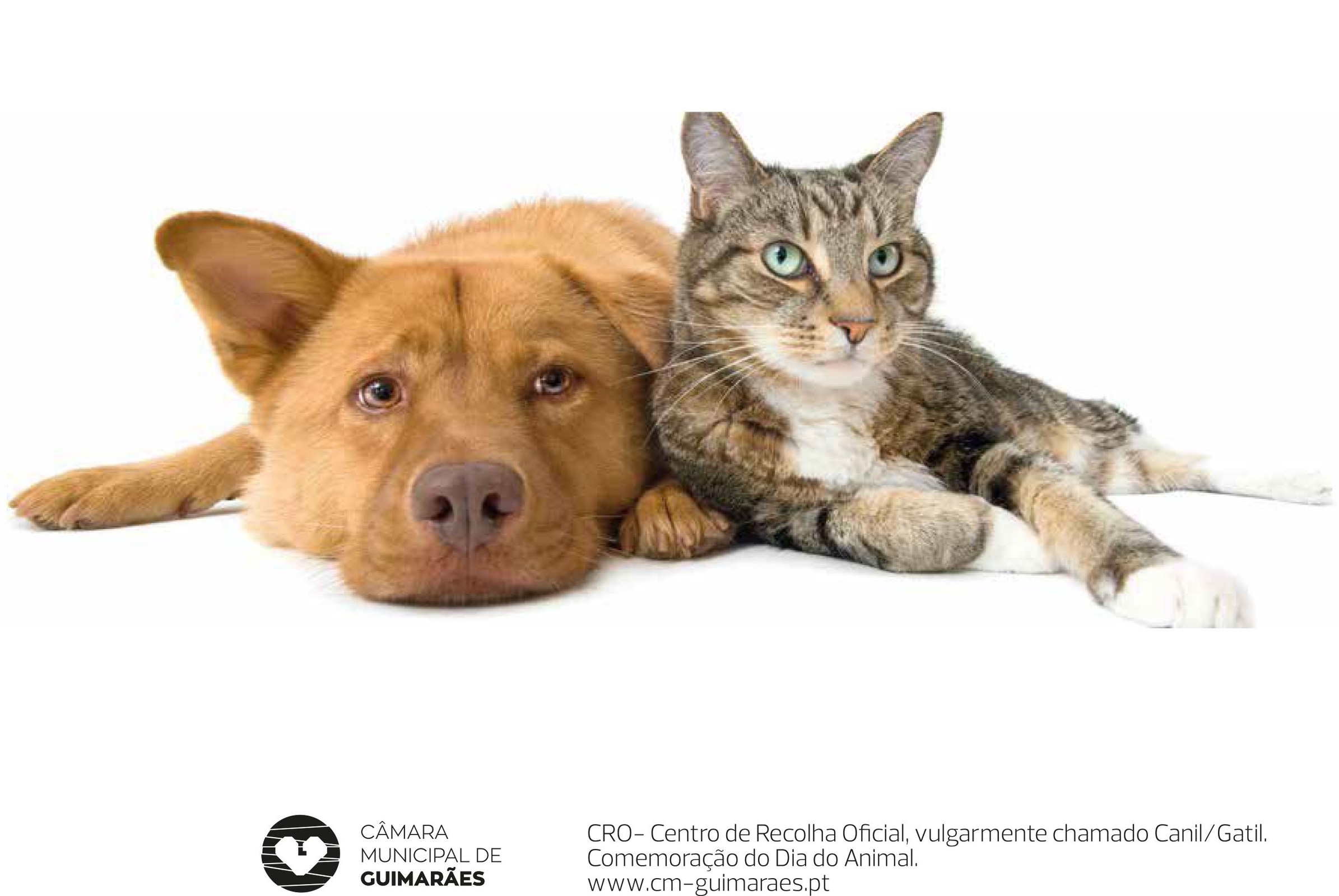 Campanha de Adoção no Dia do Animal este sábado no Canil/Gatil de Guimarães
