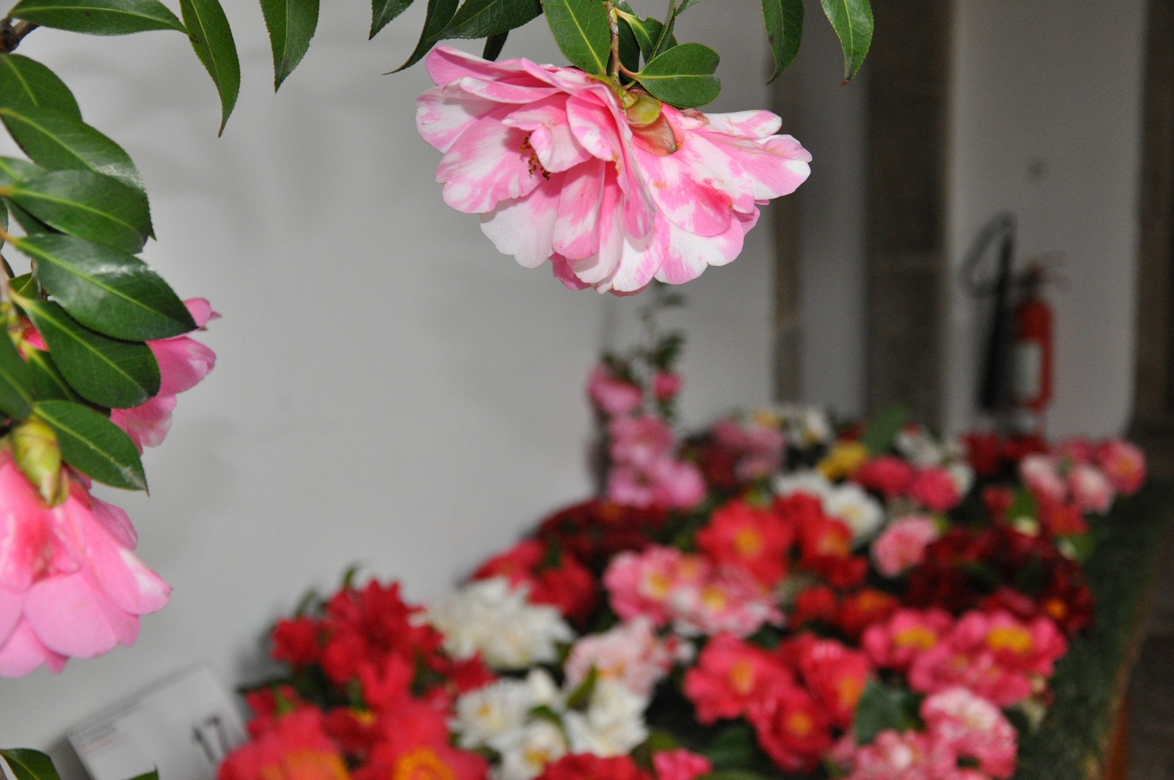 Câmara de Guimarães recebe exposição de camélias este fim de semana