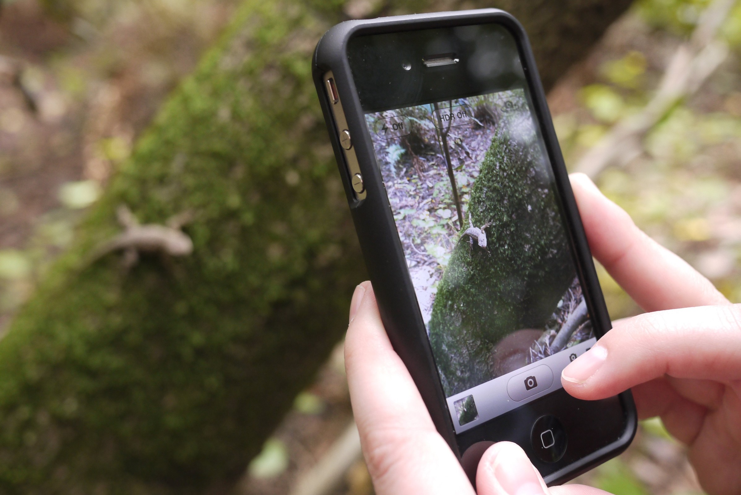 Guimarães é a única representante de Portugal no City Nature Challenge 2018