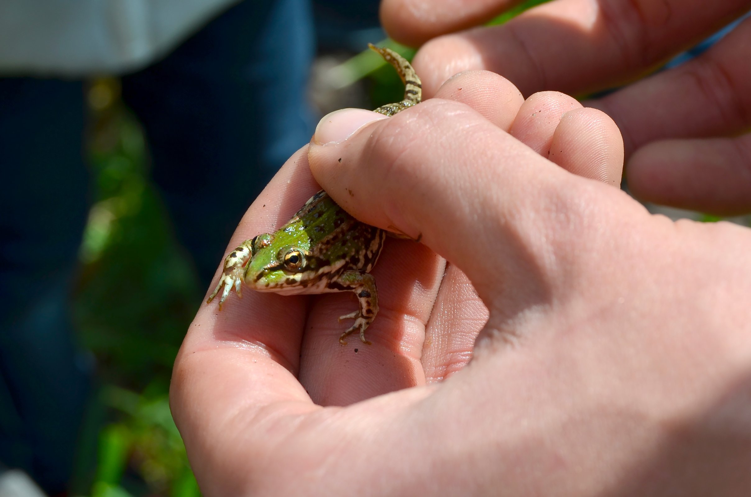 City Nature Challenge em Guimarães envolveu mais de uma centena de participantes