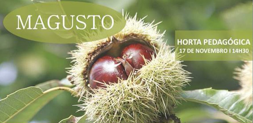 Realização de Magusto na Horta Pedagógica este sábado, 17 de novembro