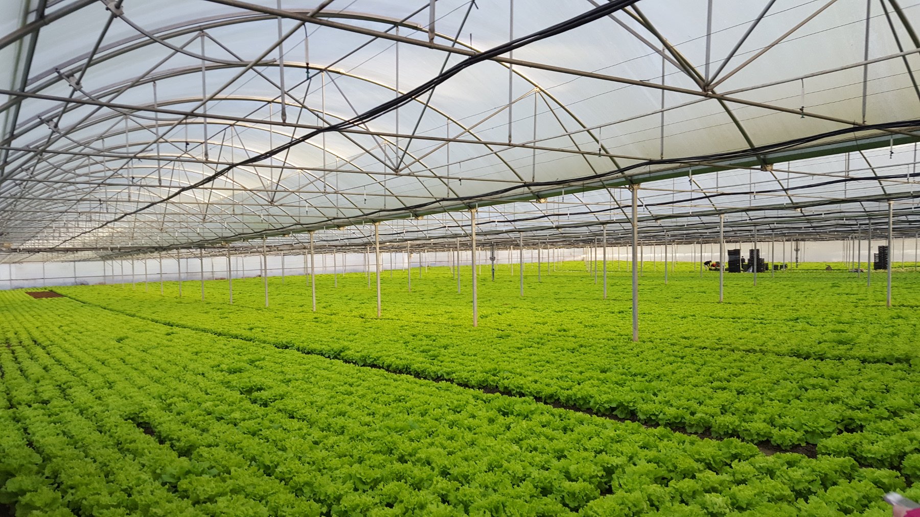 IBR de Guimarães tem sido importante para a nova agricultura do século XXI